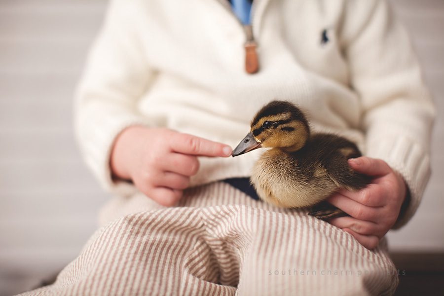 boy touching baby duckling's beak