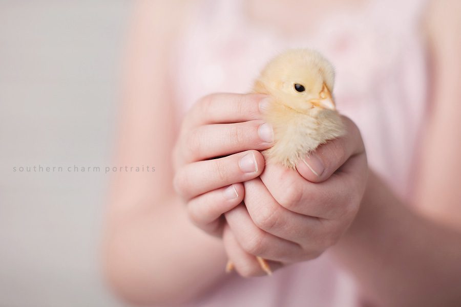 baby chick held by little girls' hands