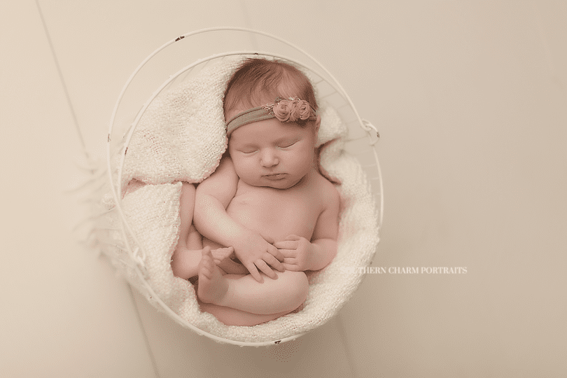 newborn photographer powell tn