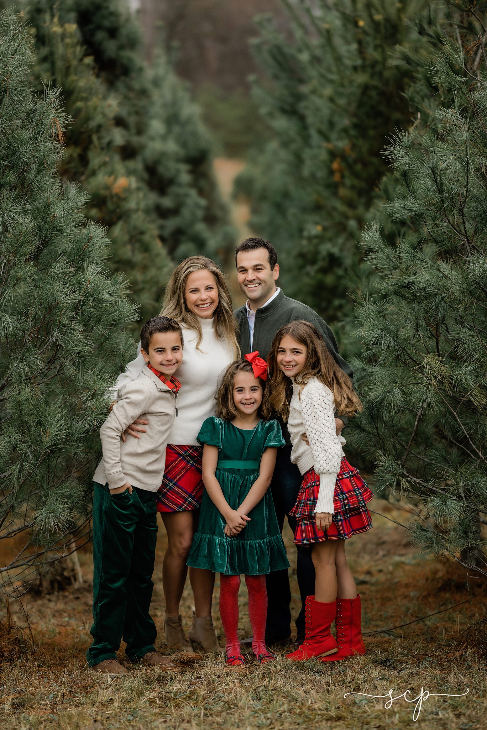 knoxville best christmas tree farm portraits