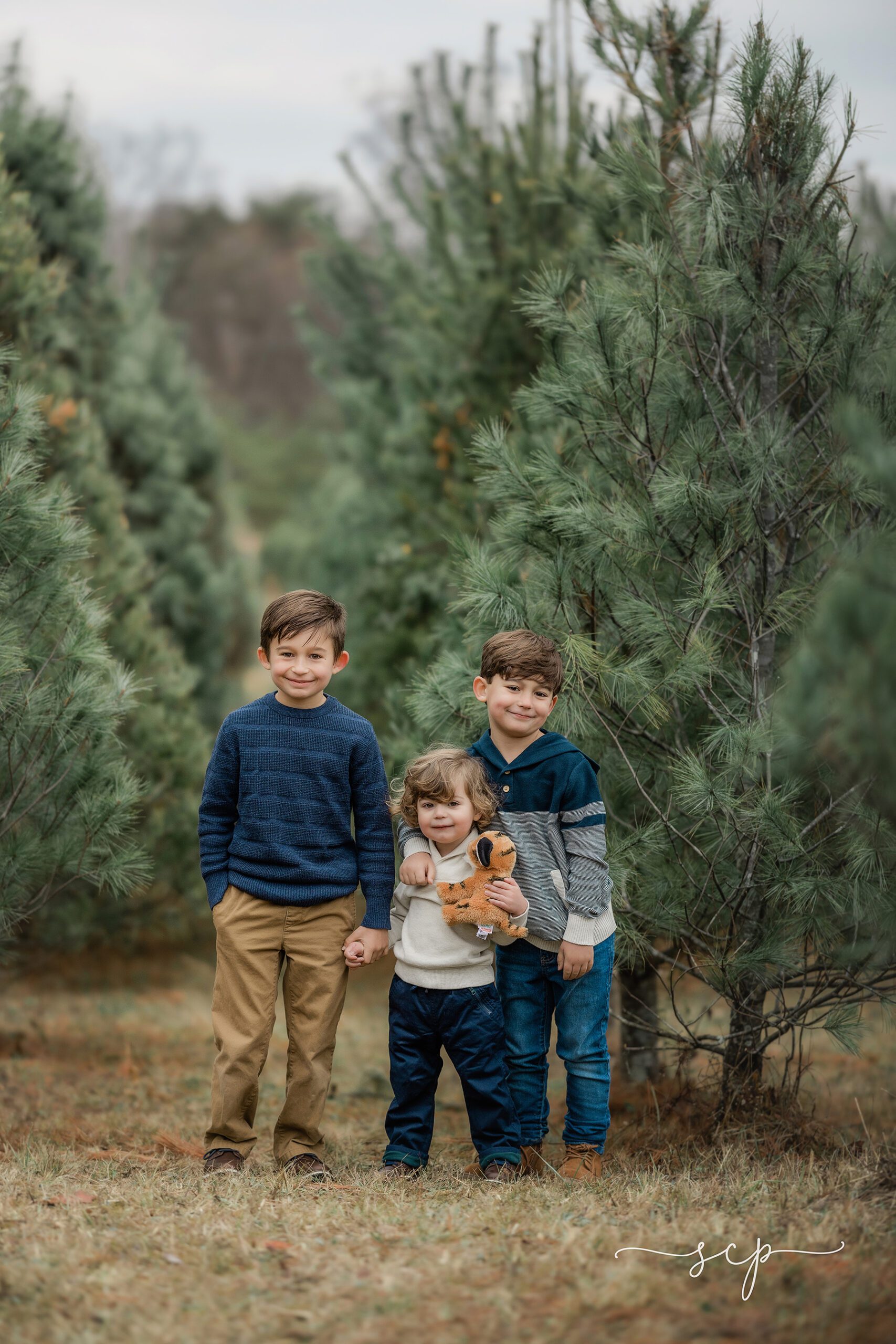 knoxville christmas tree farm sessions