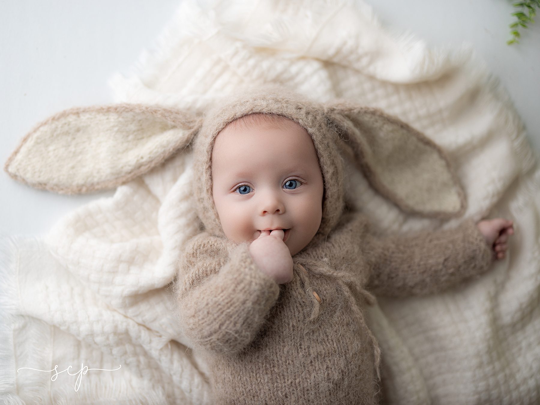 knoxville baby bunny mini sessions